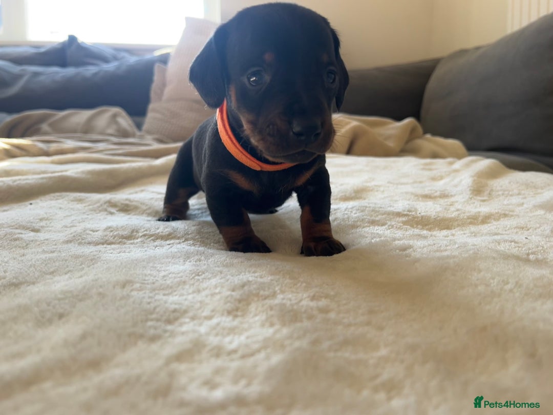 Miniature Dachshund dogs for sale: Beautiful Baby Sausages - Advert 10