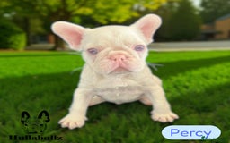 French Bulldog dogs for sale: Pink Health clear Frenchie - DEZINERBULLZ lines - Image 5