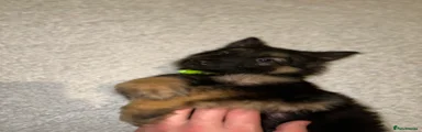 German Shepherd Puppy 1