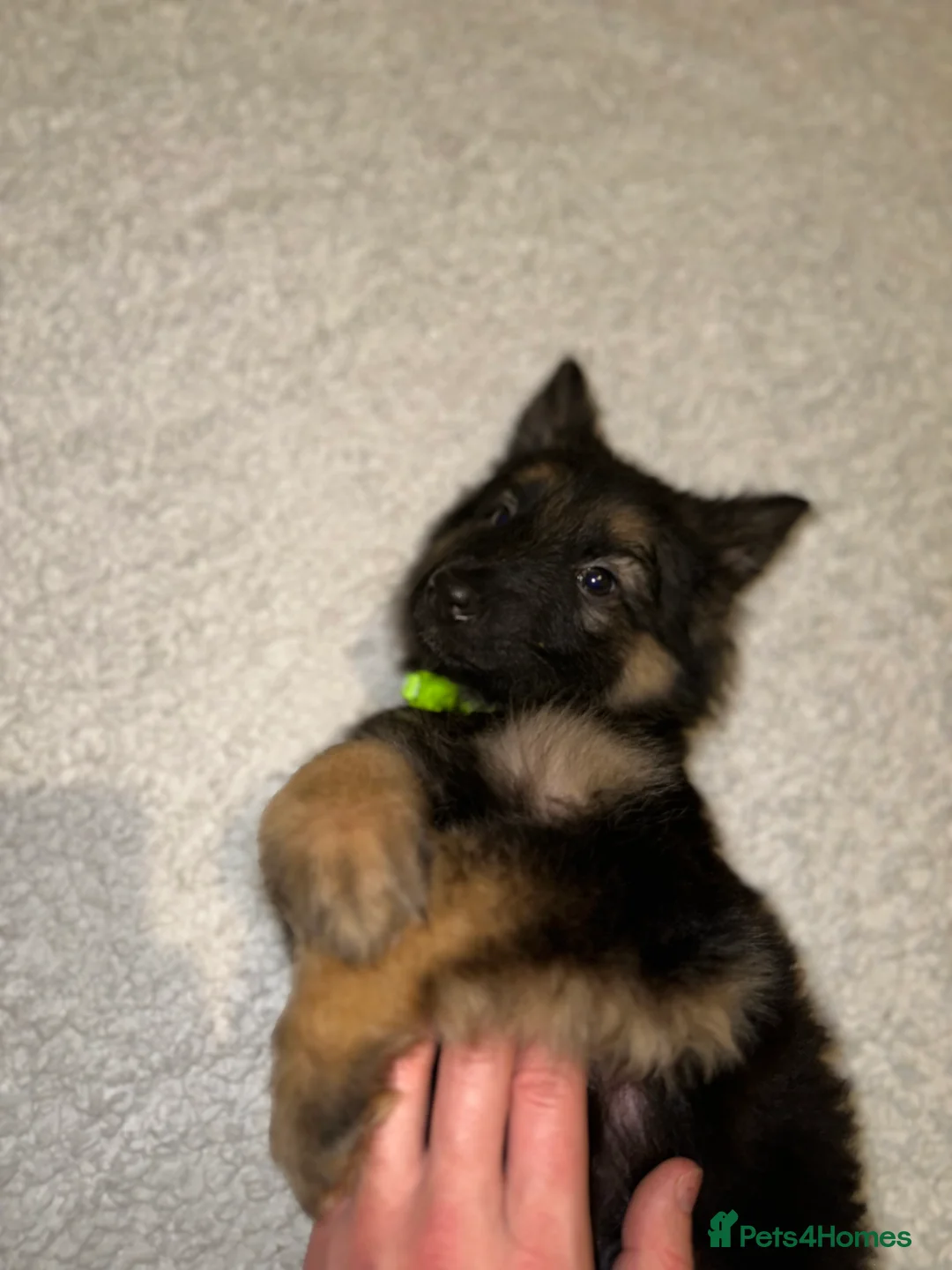 German Shepherd dogs for sale:  Long-Haired German Shepherd Puppies - Advert 5