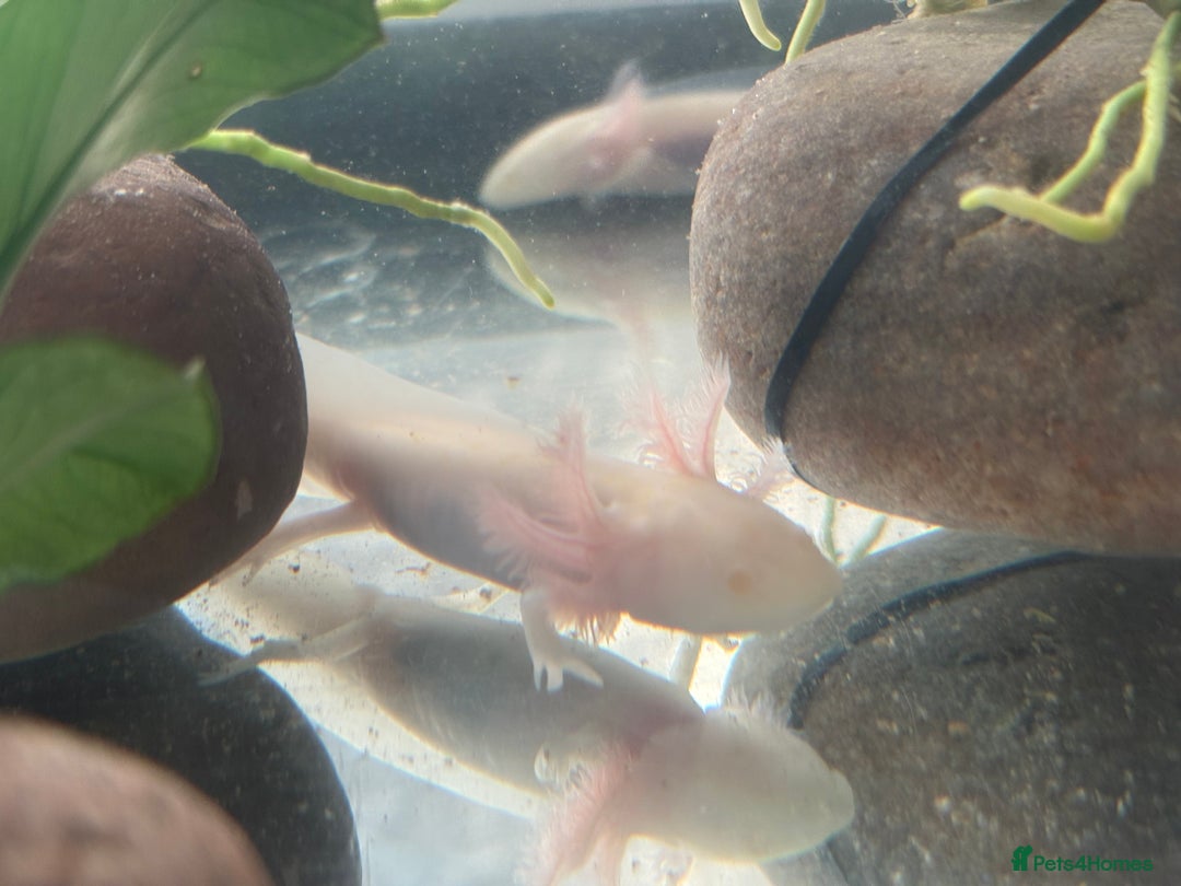 Axolotl reptiles for sale: 5 months old juvenile pink axolotls £30 in Welling - Image 5
