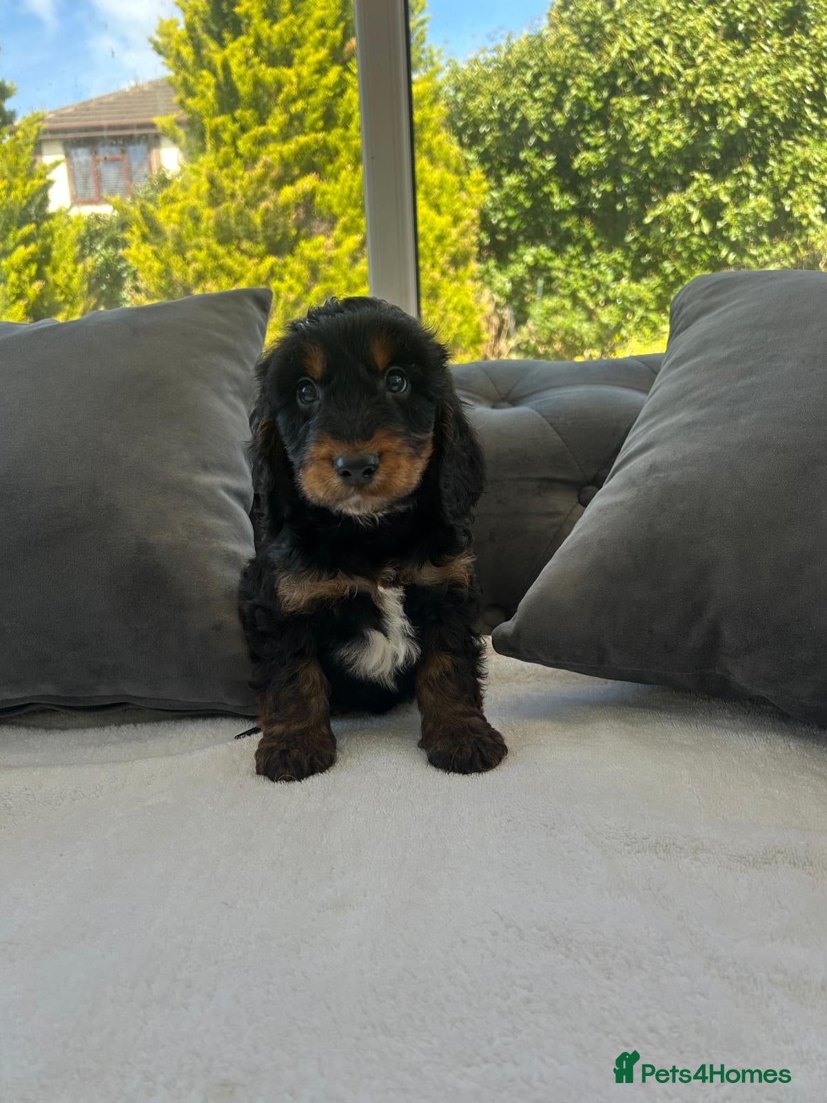 Cockapoo dogs F1 cockapoo puppies  - Advert 1