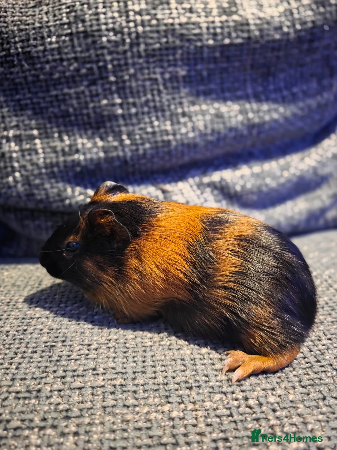 Guinea Pig rodents for sale: Boar/male guinea pigs in Weymouth - Advert 9