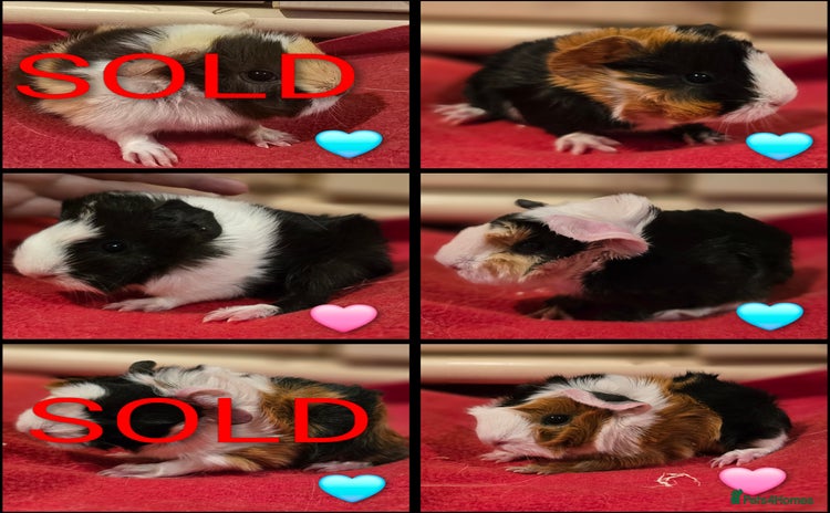 Guinea Pig rodents - Advert 3