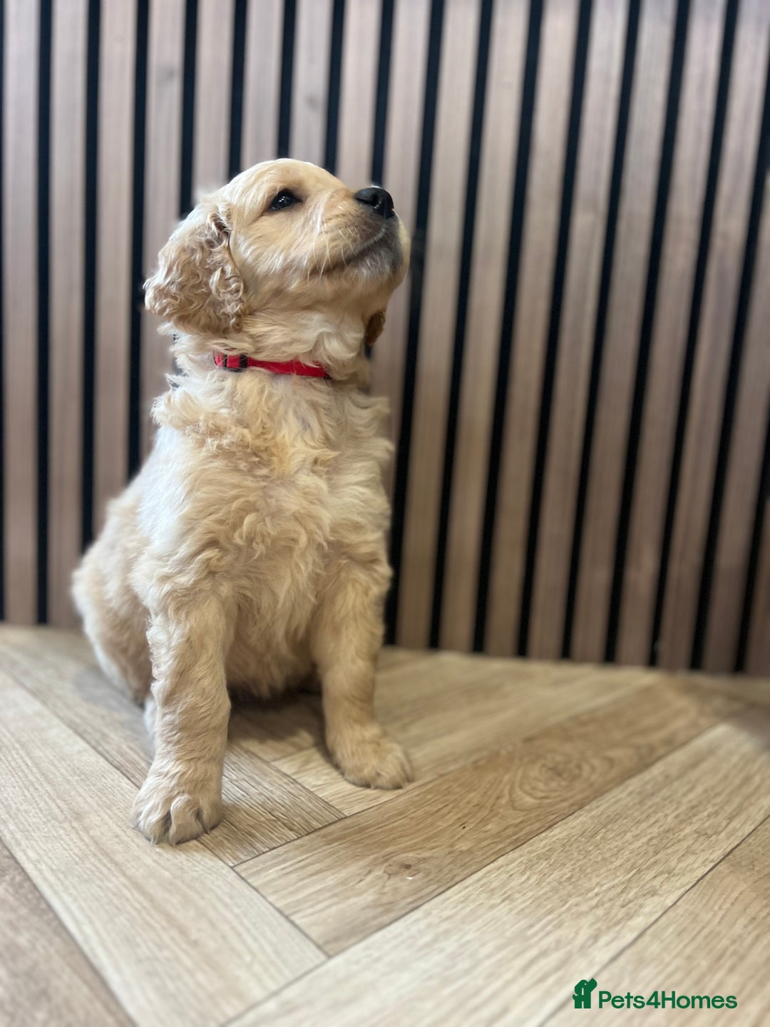Mixed Breed dogs for sale: Golden mountain doodles  - Advert 5