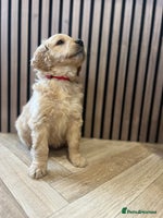 Mixed Breed dogs Golden mountain doodles - Advert 13