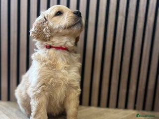 Mixed Breed dogs Golden mountain doodles - Advert 6