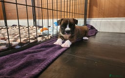 Boxer dogs for sale: 🌟🩷COI 0.5% KC REG BOBTAIL GIRL🩷🌟 - Image 30