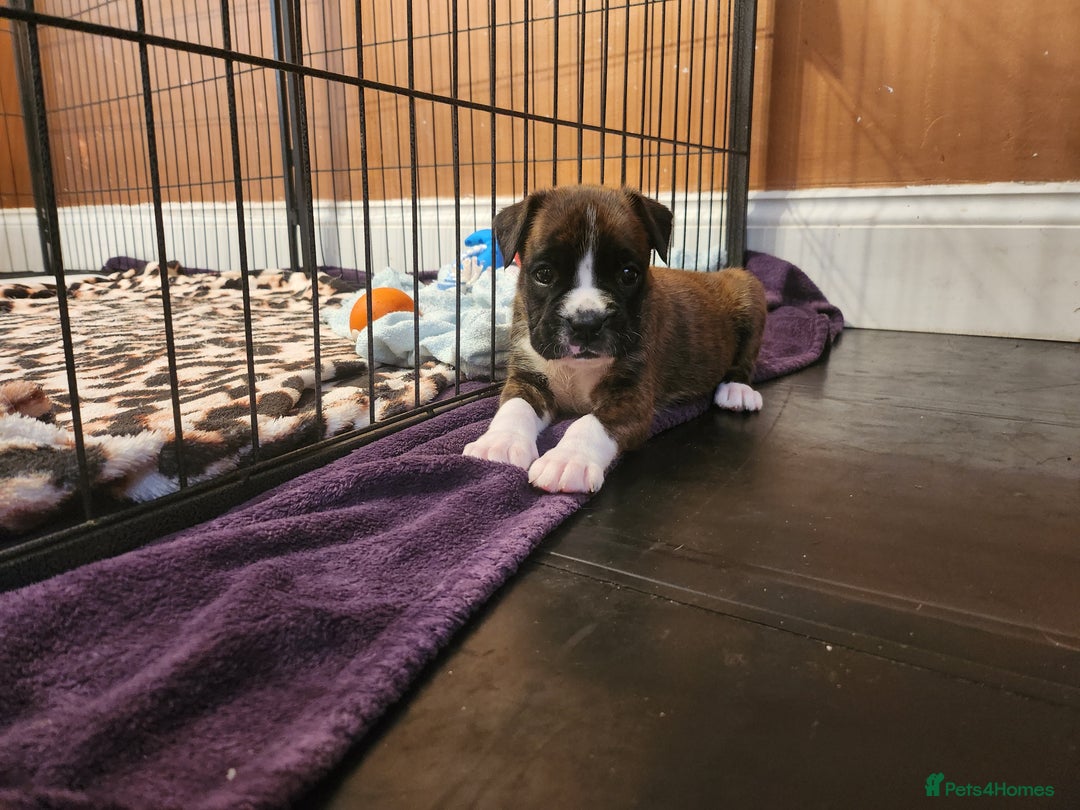 Boxer dogs for sale: 🌟🩷COI 0.5% KC REG BOBTAIL GIRL🩷🌟 - Image 30