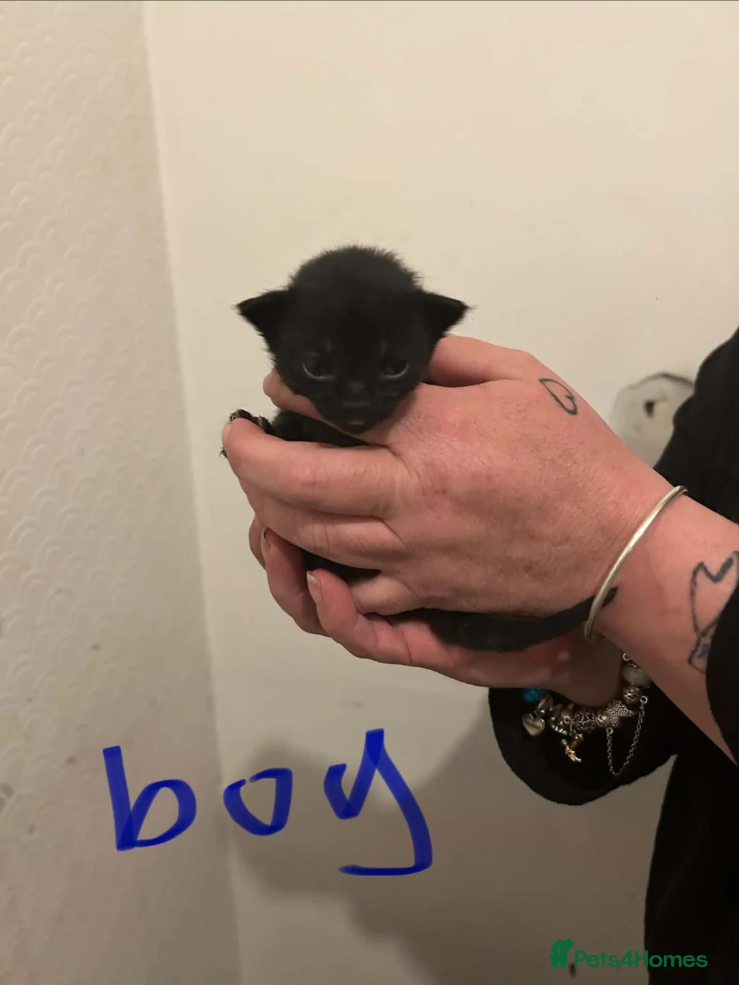 Mixed Breed cats for sale: Kittens in Southend-on-Sea - Advert 2