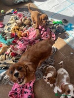 Cavalier King Charles Spaniel dogs - Advert 4