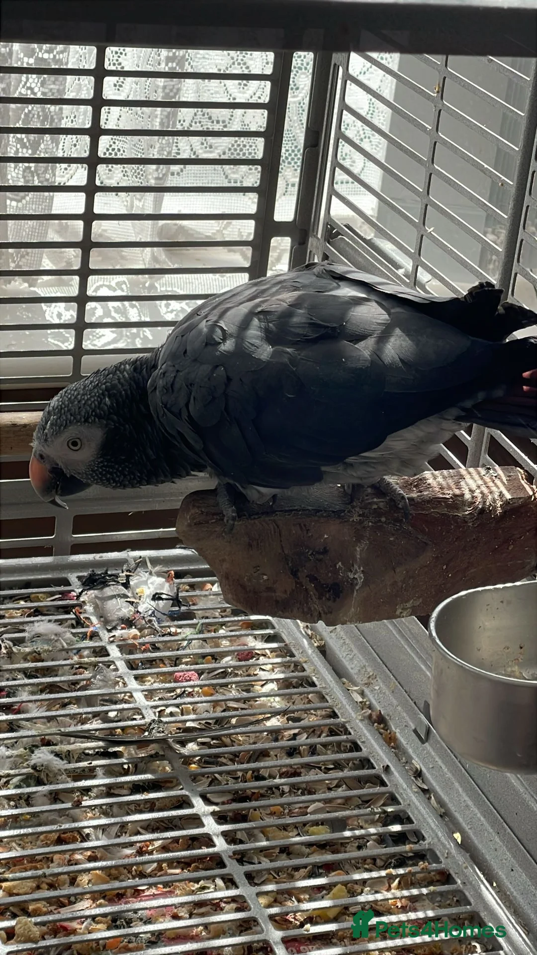 Parrots birds for sale: Female African Grey Timneh - 19 months old  - Advert 2