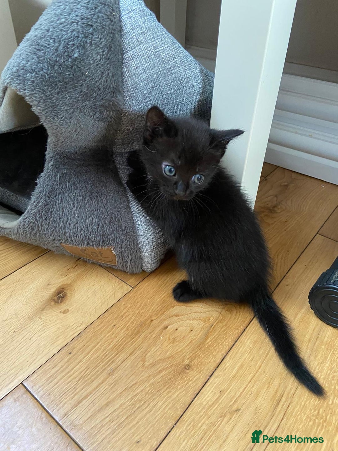 Ragdoll cats for sale: Ragdoll mix - Advert 9