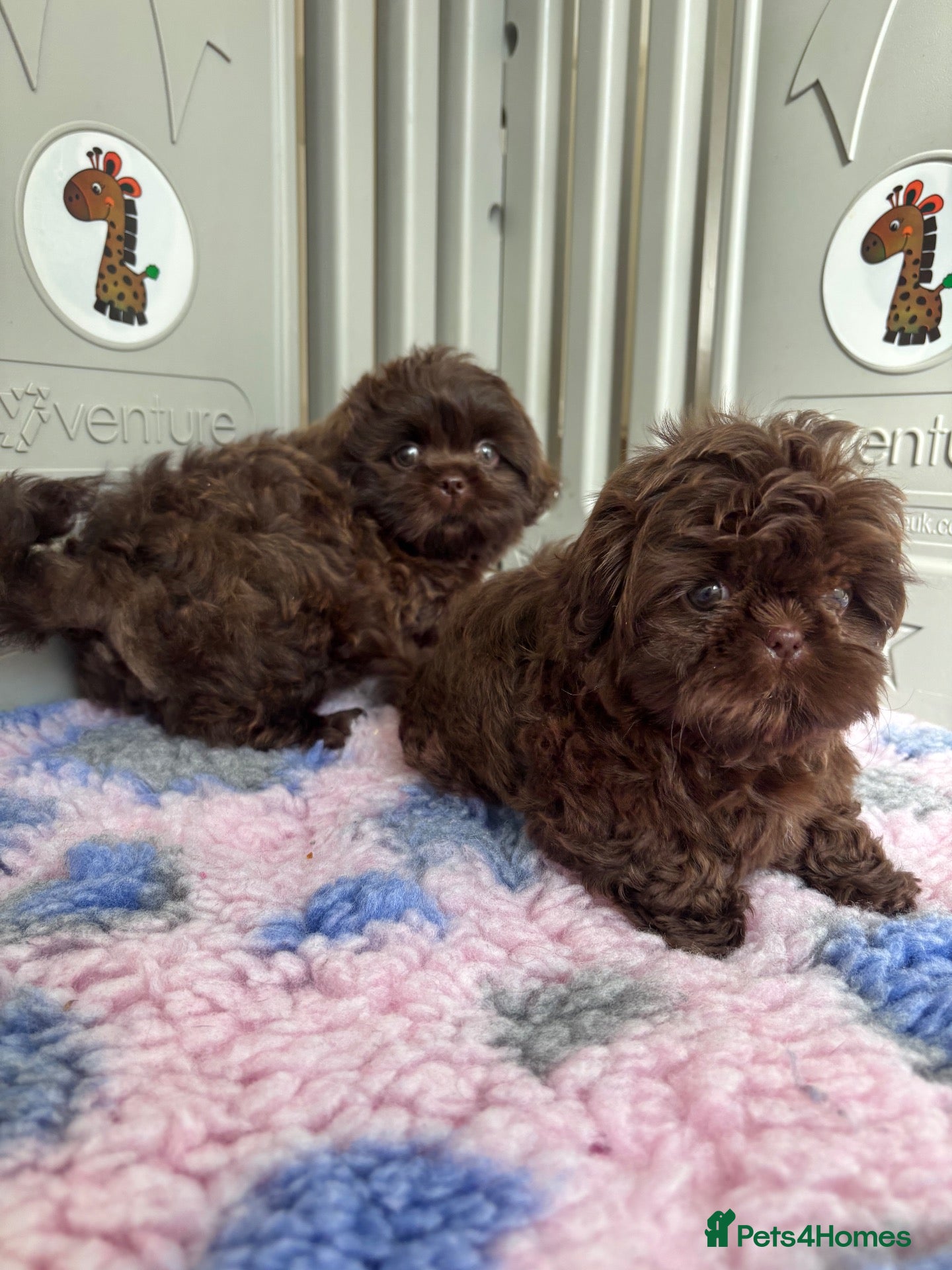 Shih Tzu dogs 💕Stunning Chocolate Shih Tzu💕 - Advert 2