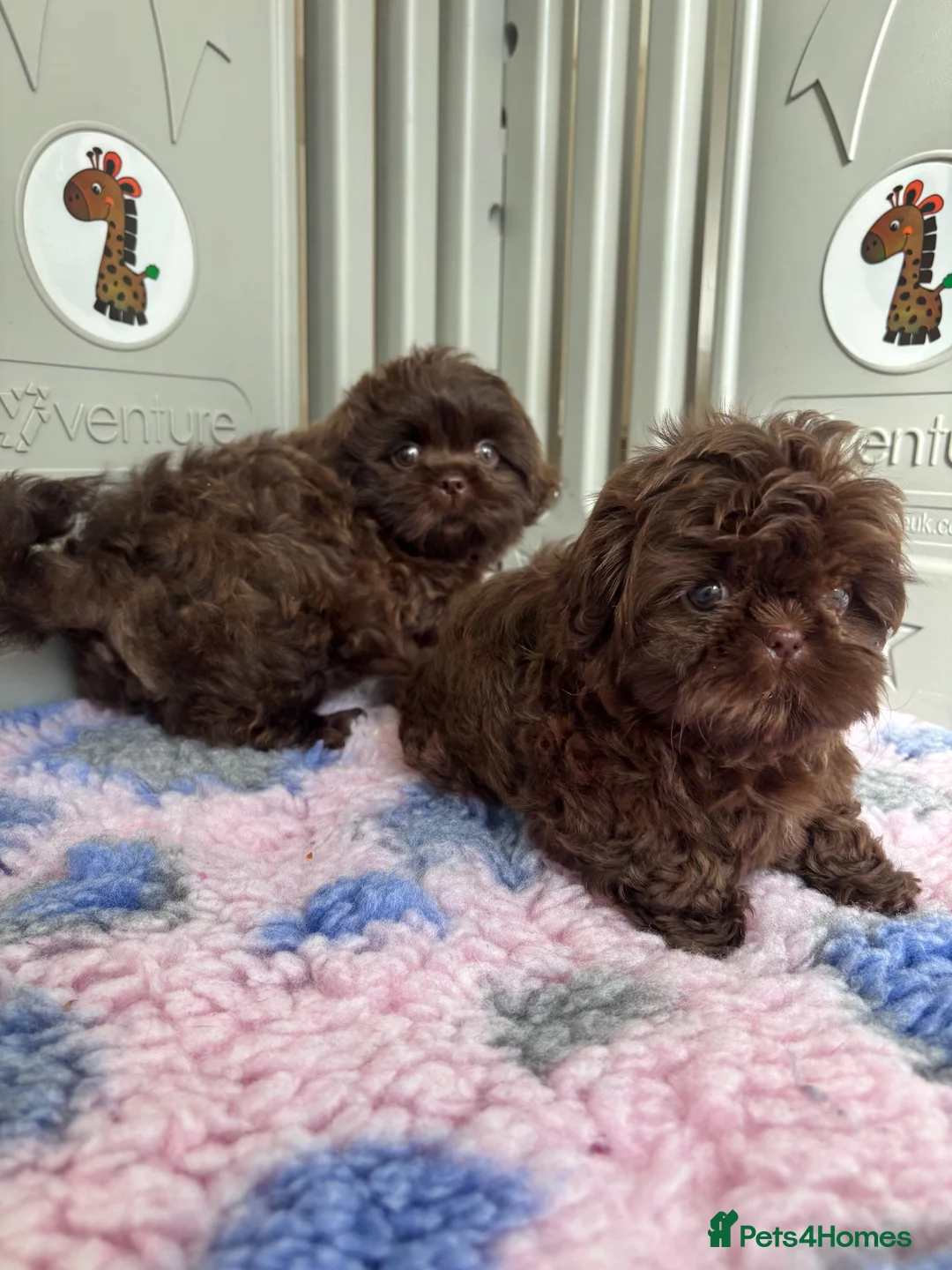 Shih Tzu dogs for sale: 💕Stunning Chocolate Shih Tzu💕 - Advert 2
