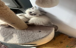 Ragdoll cats for sale: *Update- Only 1 left!* Gorgeous Ragdoll kittens!  - Image 21
