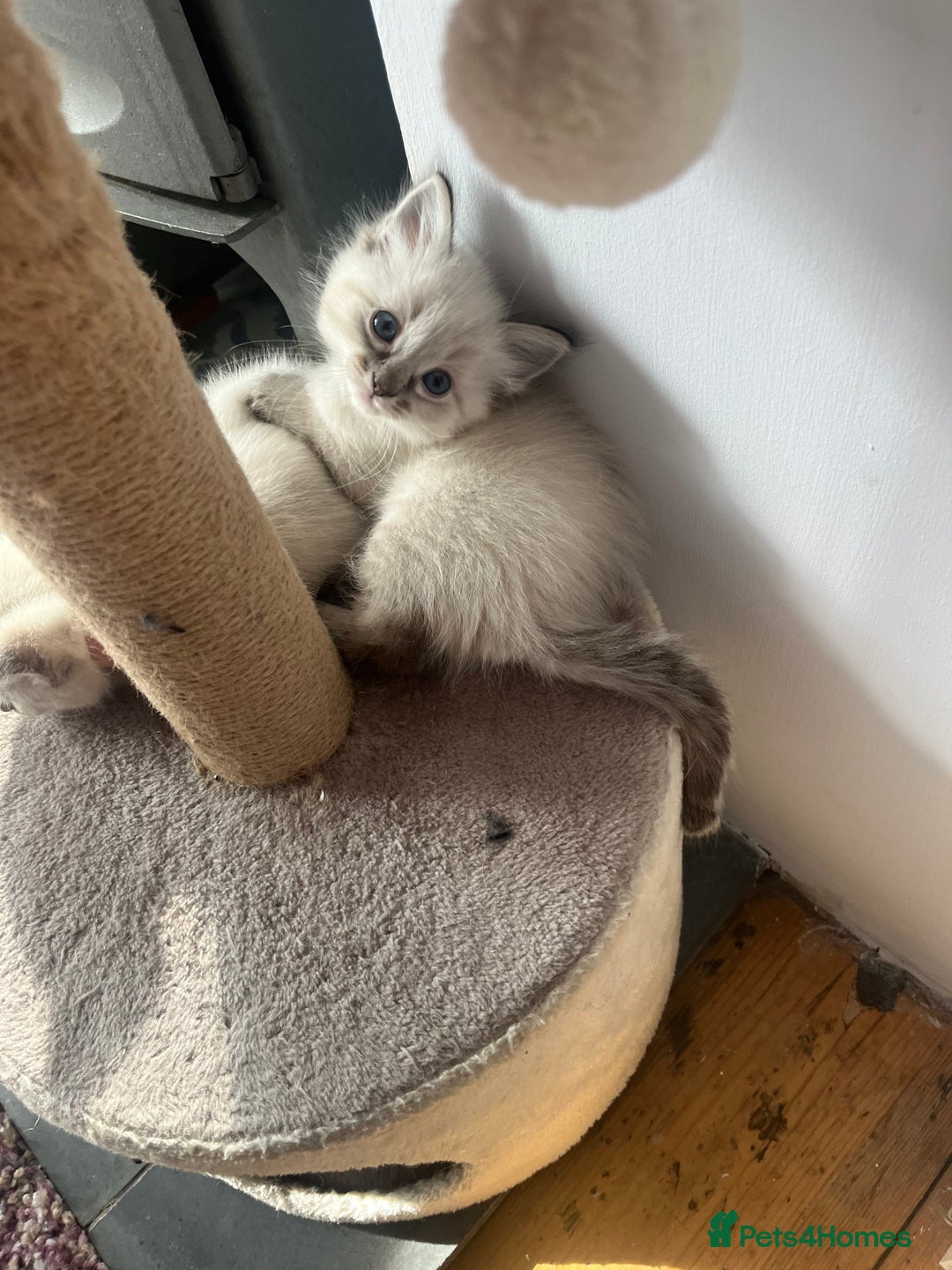 Ragdoll cats for sale: *Update- Only 1 left!* Gorgeous Ragdoll kittens!  - Image 21