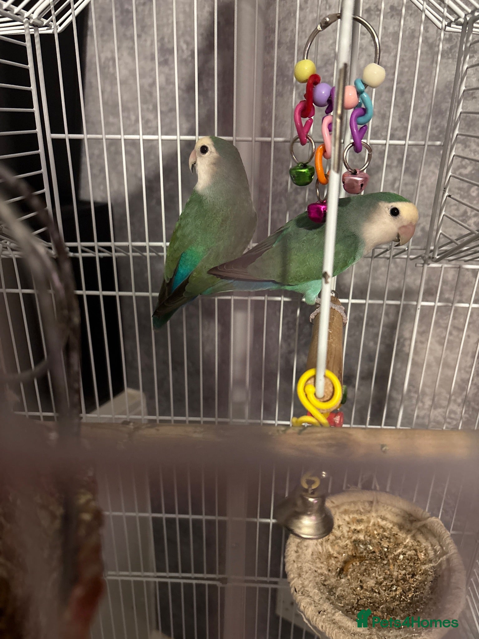 Lovebirds birds 2 love birds  - Advert 1