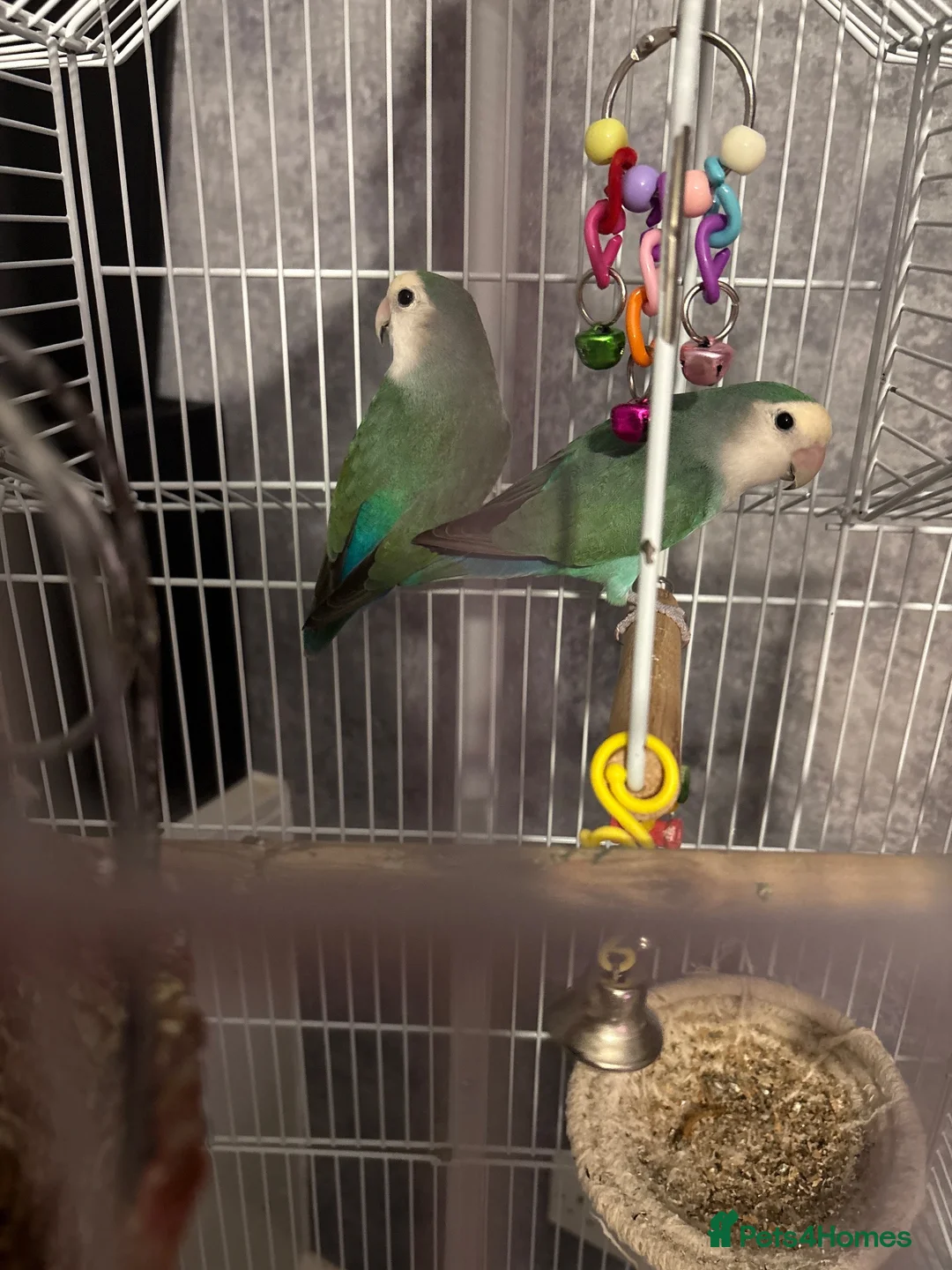 Lovebirds birds for sale: 2 love birds  in Sheffield - Advert 1