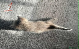 Domestic Shorthair cats for sale: Mixed litter domestic shorthair - Image 3