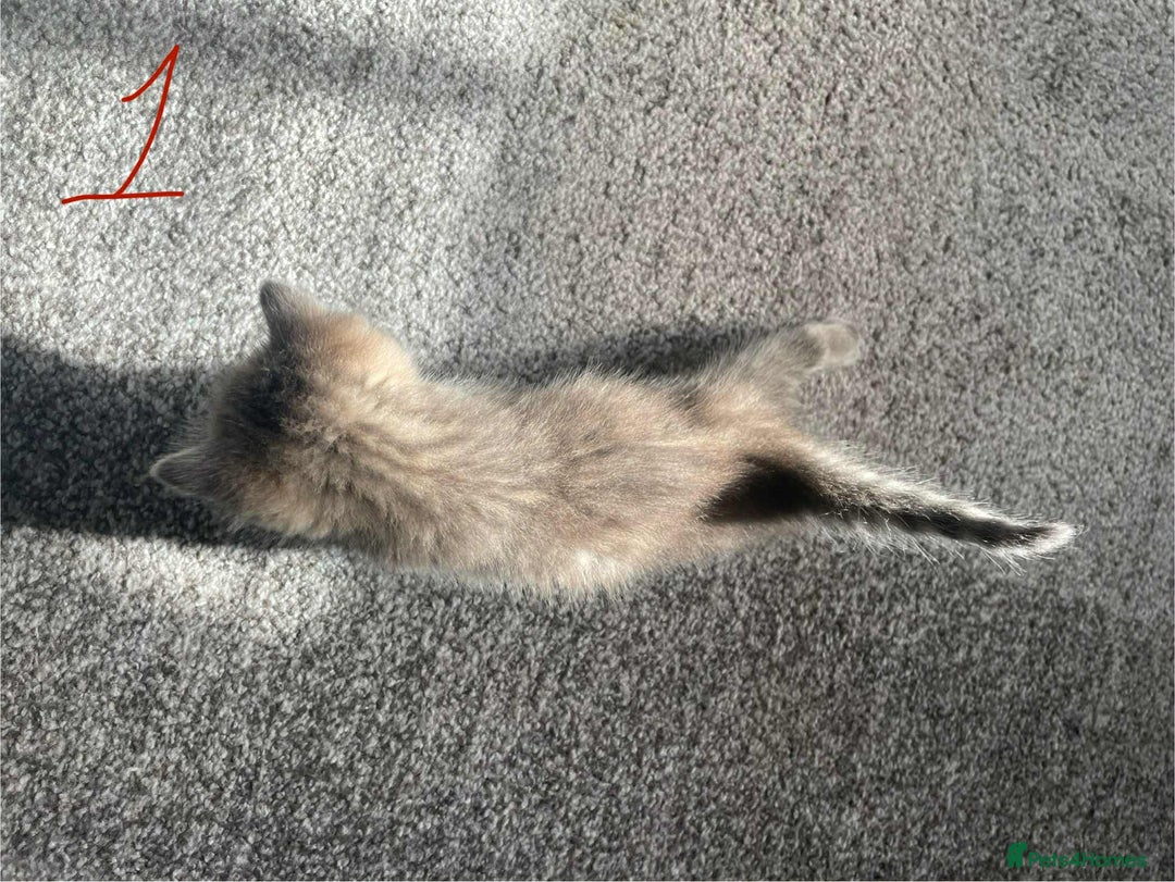 Domestic Shorthair cats for sale: Mixed litter domestic shorthair - Image 3
