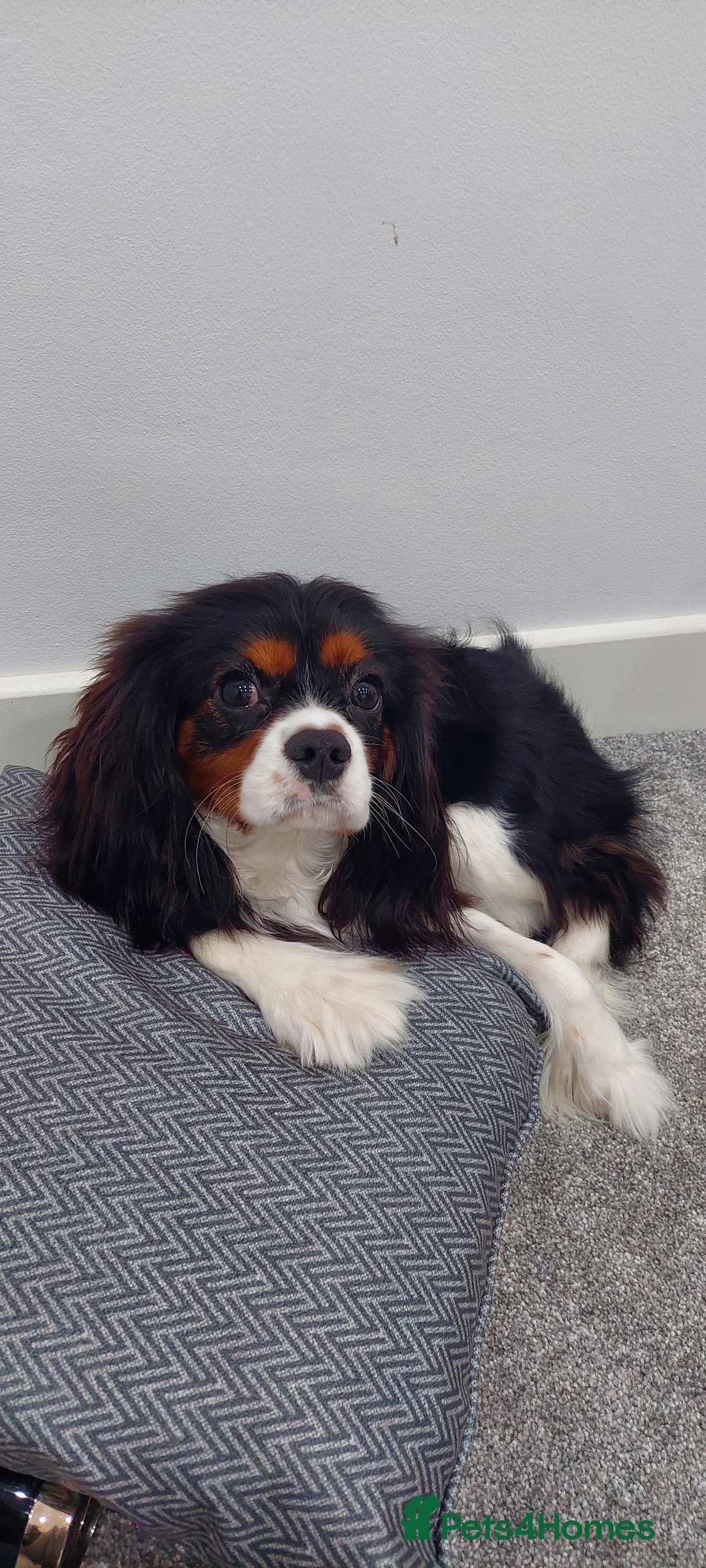 Cavalier King Charles Spaniel dogs for stud: Cavalier King Charles Spaniel – For Stud – Kent - Advert 2