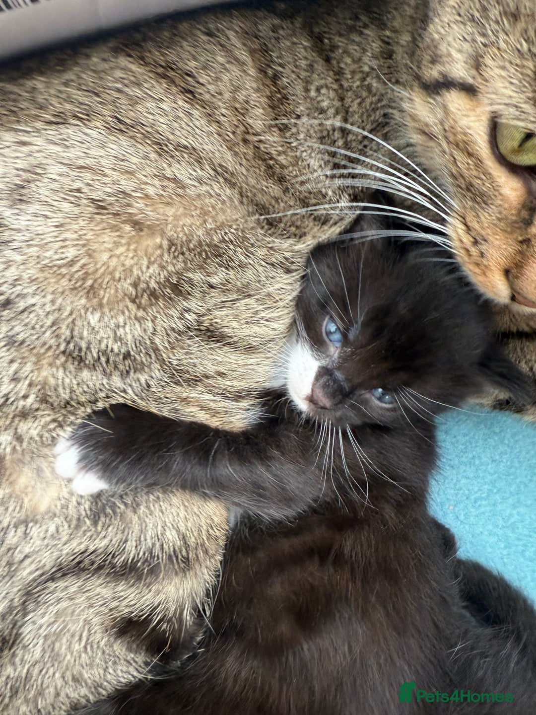 Domestic Shorthair cats for sale: Black and white kittens for sale in Manchester  - Image 14