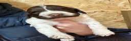 English Springer Spaniel dogs for sale: Working Springer Spaniel Puppies  - Advert 13