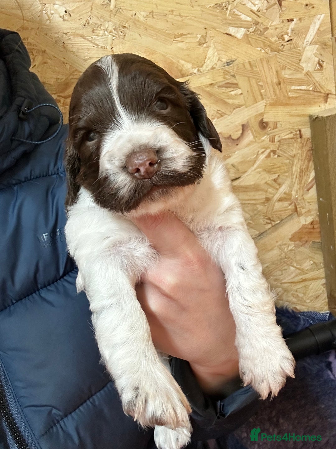 English Springer Spaniel dogs for sale: Working Springer Spaniel Puppies  - Advert 13