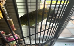 Parrots birds for sale: Amazon Green Parrot - Image 1