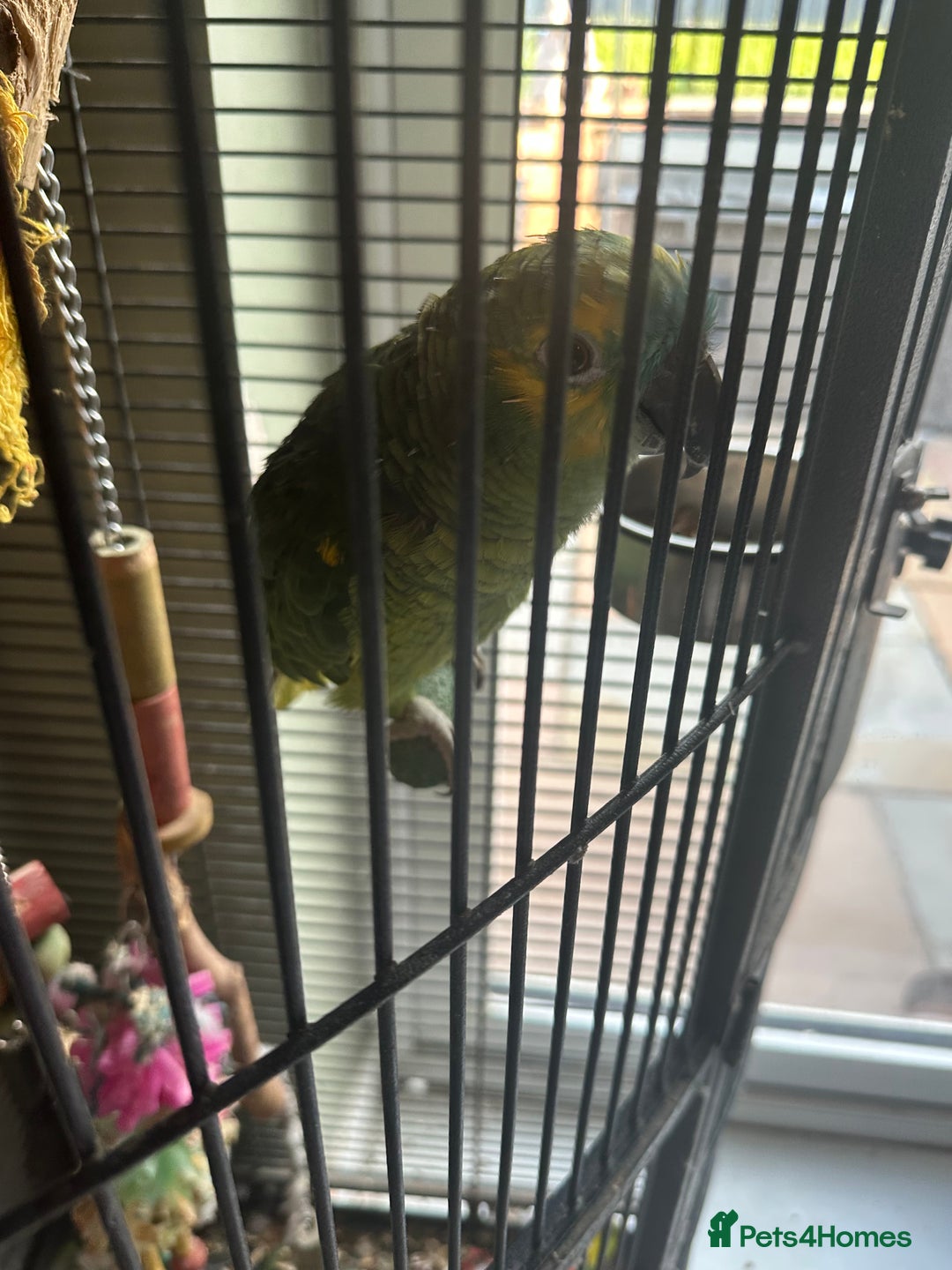Parrots birds for sale: Amazon Green Parrot - Image 1