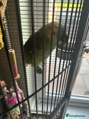 Parrots birds - Advert 3