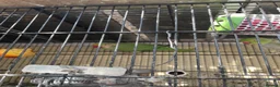 Ringnecks birds for sale: Ring neck  in London - Advert 4