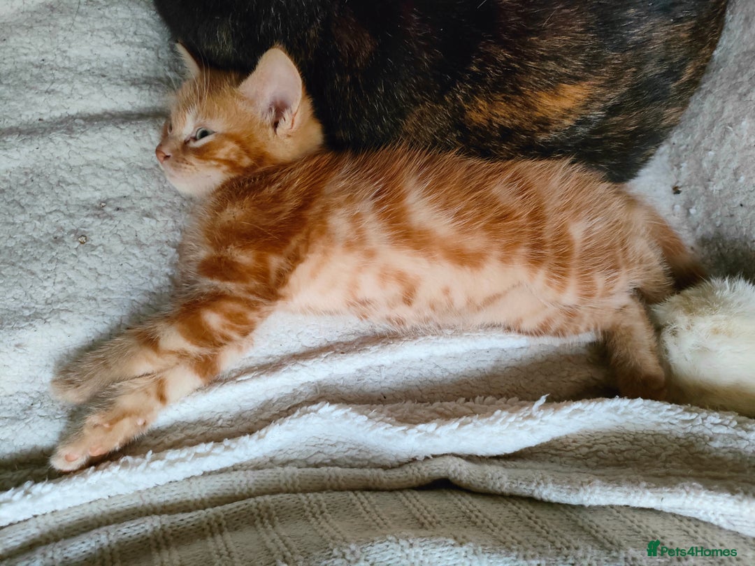 Domestic Shorthair cats for sale: Last of the litter ginger kitten ready to go - Image 4