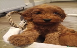 Cockapoo dogs for sale: Cockapoo puppies f1 show) ❤️ fox Red. !!!!!!. - Image 19