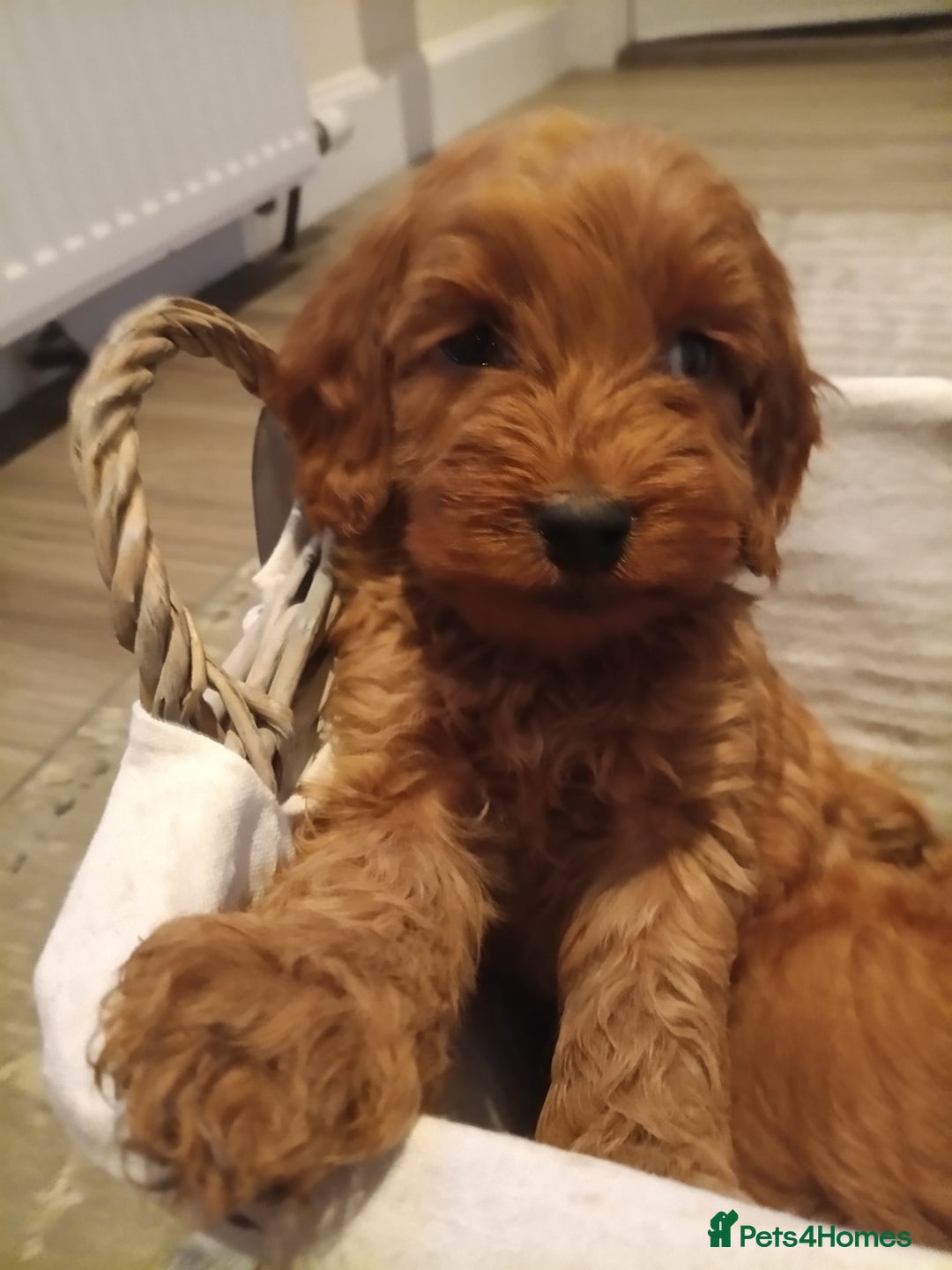 Cockapoo dogs for sale: Cockapoo puppies f1 show) ❤️ fox Red. !!!!!!. - Image 19