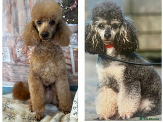 Poodle dogs KC Registered, health tested toy poodle stud dogs in Exeter - Advert 1