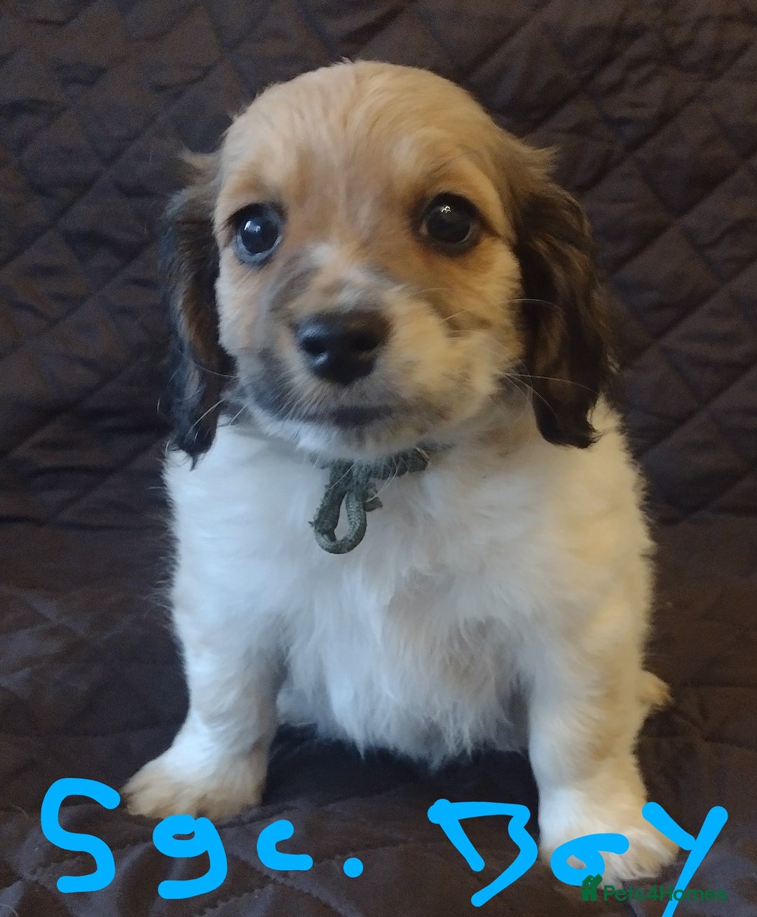 Jack Russell dogs for sale: Beautiful jack Russell puppies  - Image 8