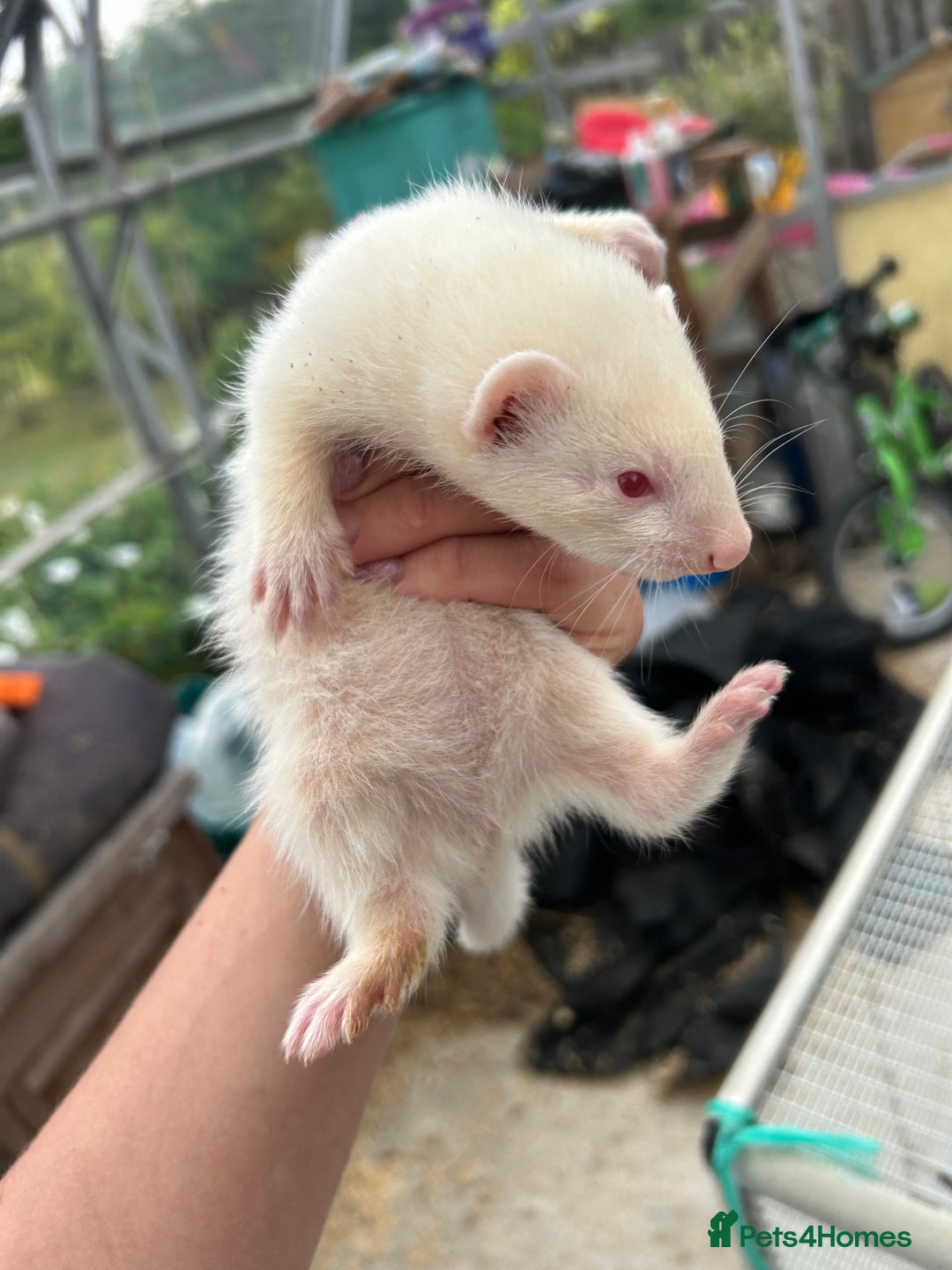 Ferret rodents for sale: Baby ferrets for sale  - Image 3