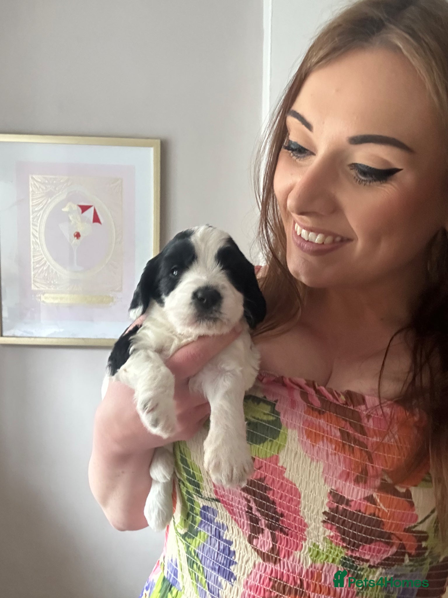 Mixed Breed dogs Sprockerpoos for sale - Advert 9