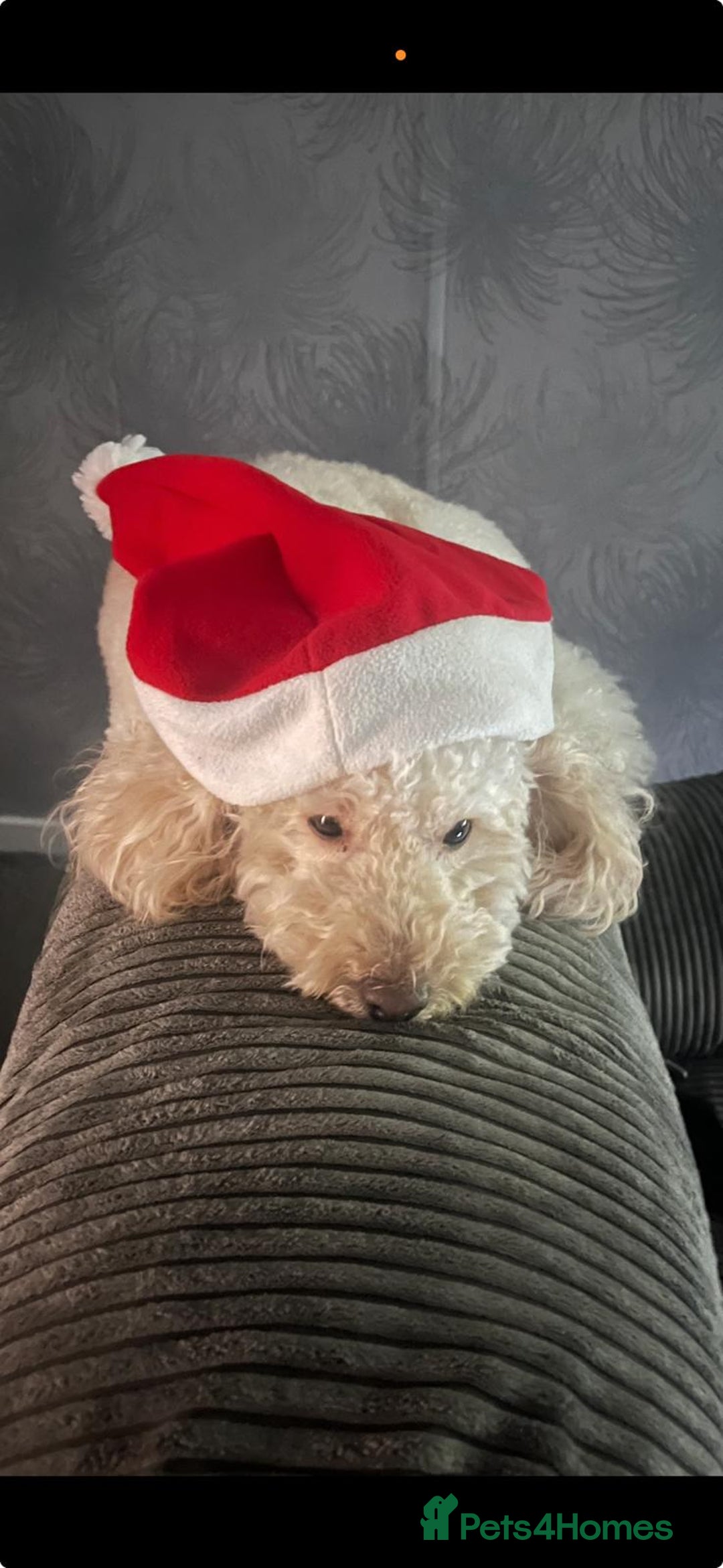 Toy Poodle dogs for sale: Beautiful toy/miniature poodle puppies. - Advert 8