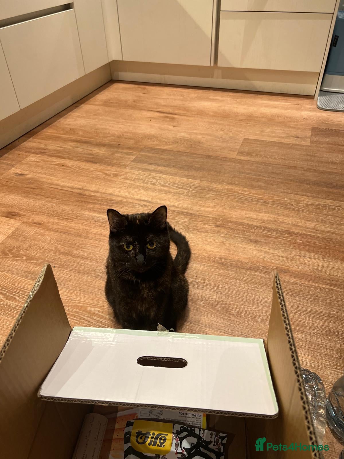 Domestic Shorthair cats Gentle Indoor Cat Ronnie Seeking a Stable Home - Advert 1