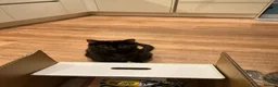 Domestic Shorthair cats for sale: Gentle Indoor Cat Ronnie Seeking a Stable Home - Advert 1