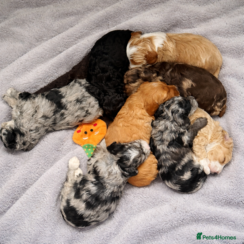 Australian Labradoodle dogs AUSTRALIAN LABRADOODLE  - Advert 17