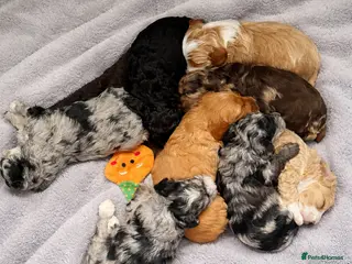 Australian Labradoodle dogs AUSTRALIAN LABRADOODLE - Advert 17