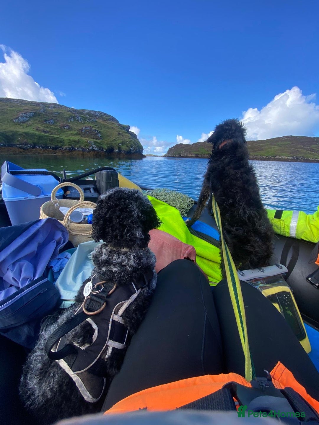 Miniature Poodle dogs for stud: Miniature Merle Poodle STUD  - Advert 23