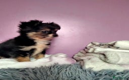 Chihuahua dogs for sale: Tiny Tiny chihuahuas  - Image 1