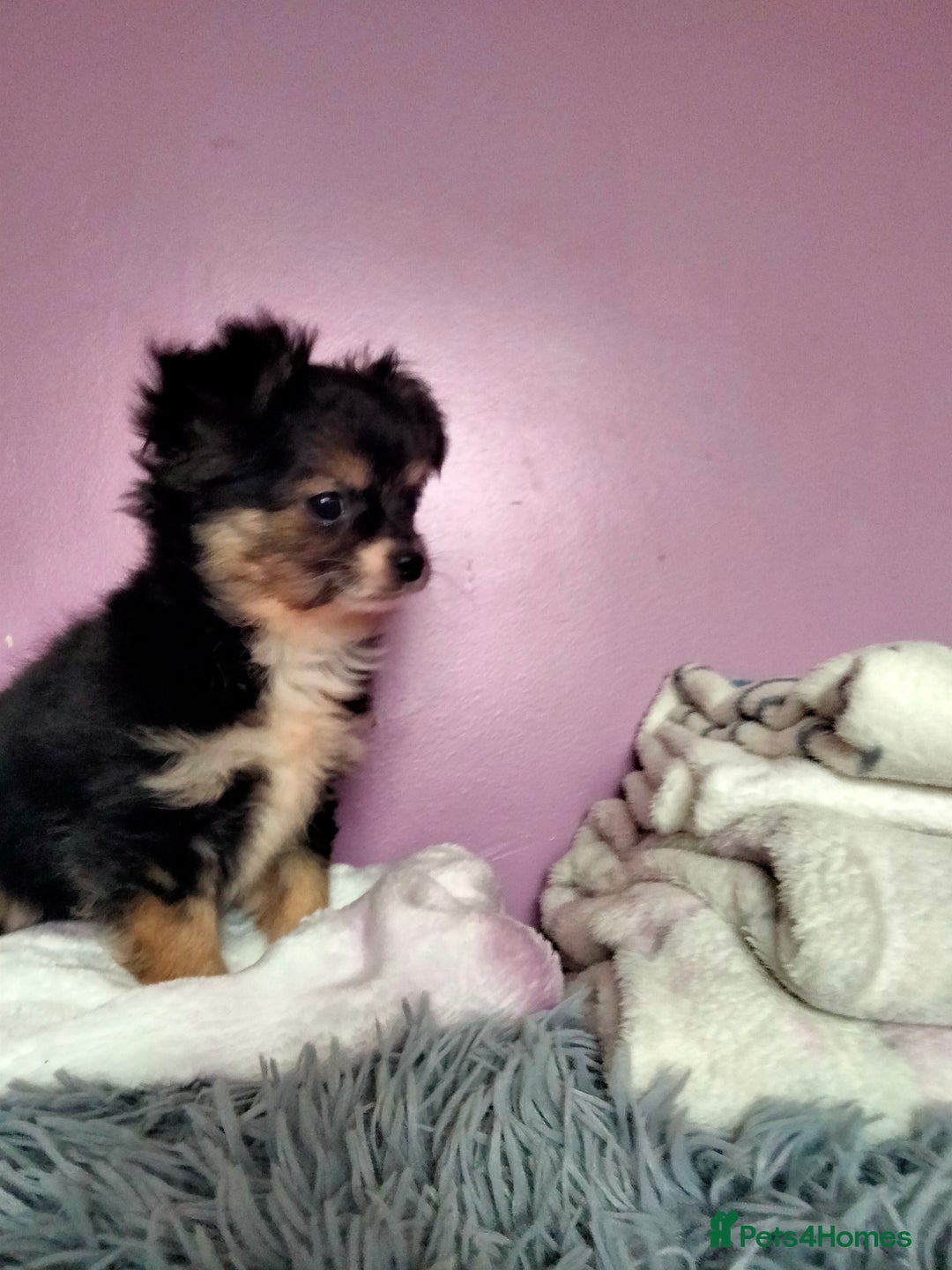 Chihuahua dogs for sale: Tiny Tiny chihuahuas  - Image 1