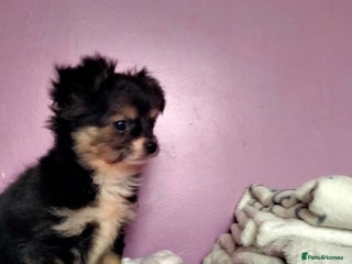 Chihuahua dogs Tiny Tiny chihuahuas - Advert 12