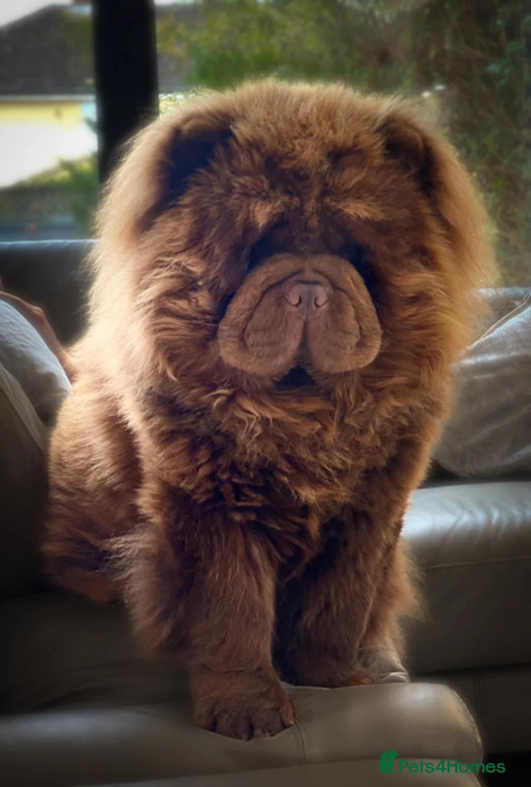 Chow Chow dogs for stud: HERSHEY the famous chocolate carrying blue. in Cheltenham - Advert 8